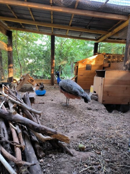 Ferme pédagogique - Les écuries de la boissière - photo 3