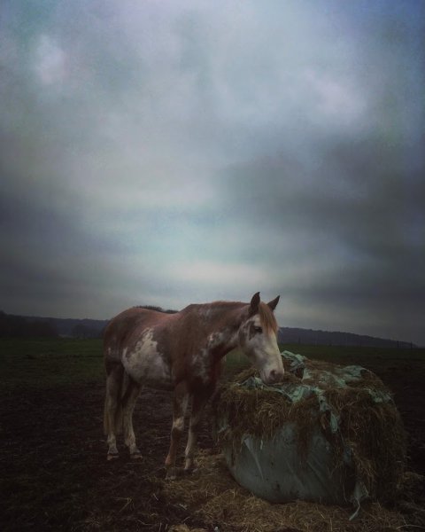 Centre Equestre de la Licorne - photo 1