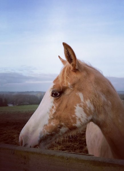 Centre Equestre de la Licorne - photo 2