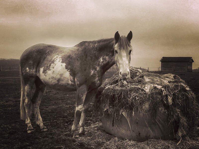 Centre Equestre de la Licorne - photo 3