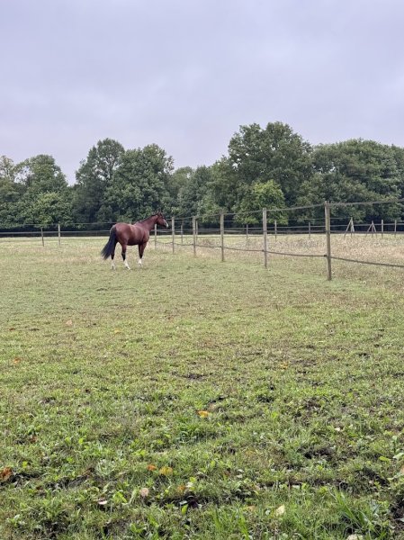 CLB Sporthorses - photo 1