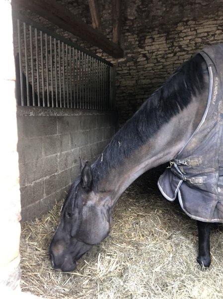 Centre Equestre Poney Club de Mondeville - photo 1