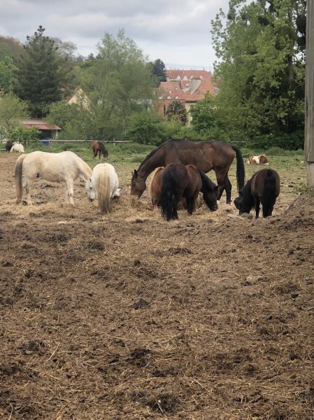 Centre Equestre Poney Club de Mondeville - photo 3
