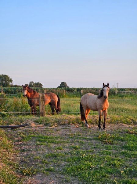 Ecurie Rosemonde - photo 1