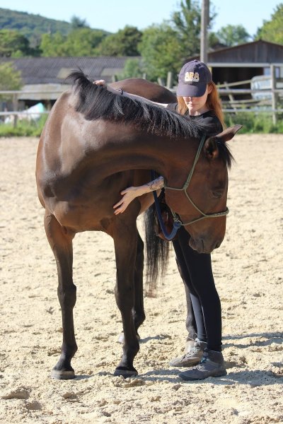 BVL HORSE TRAINING - photo 2