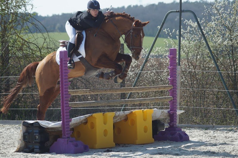 BVL HORSE TRAINING - photo 3