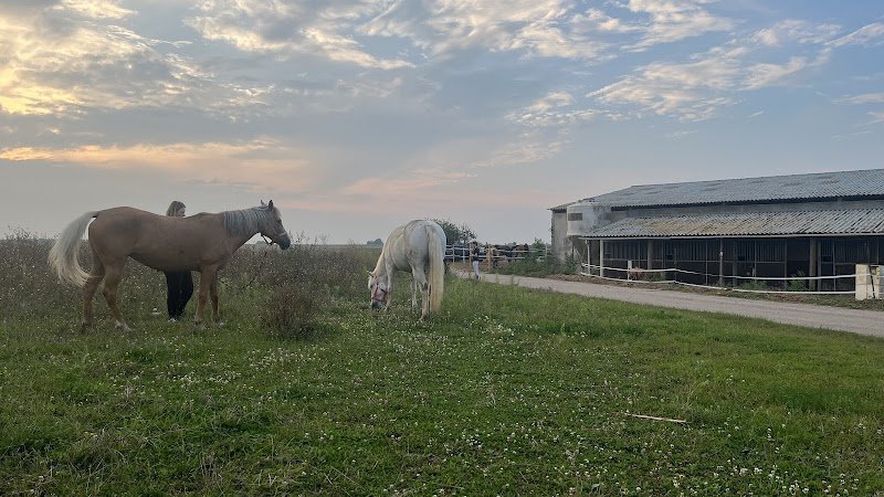 Ecurie Elie D’el - photo 1