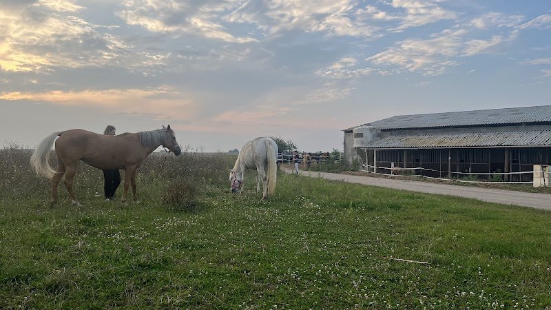 Ecurie Elie D’el - photo 2