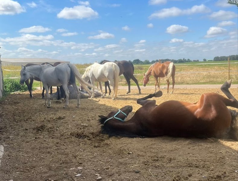 Ecurie Elie D’el - photo 3