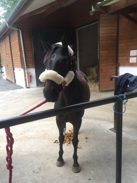 PONEY CLUB DE BRIMBORION - photo 2