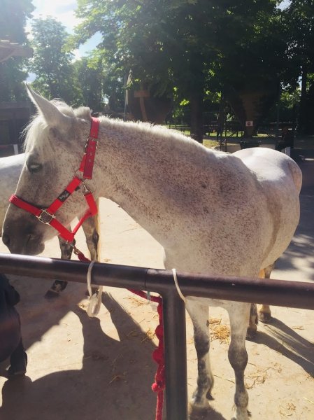 PONEY CLUB DE BRIMBORION - photo 3