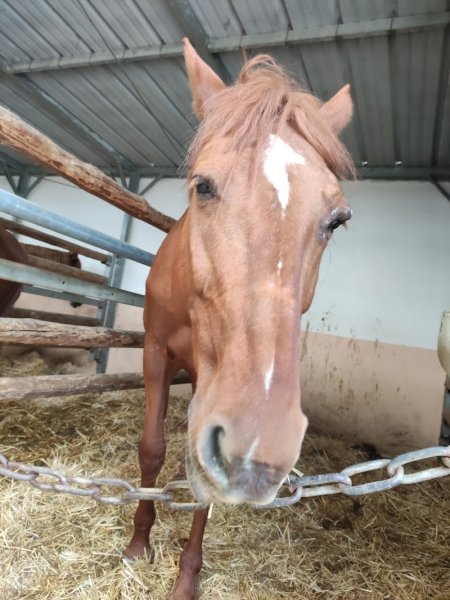 Centre Équestre & Poney Club de Suresnes - photo 2