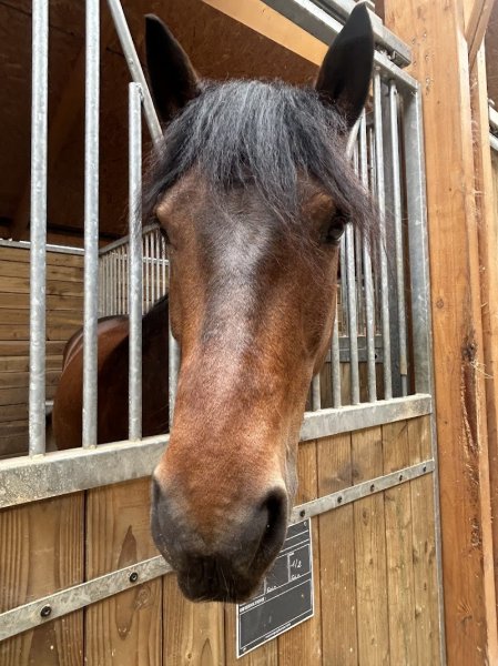 Association du Centre Equestre de Gennevilliers
