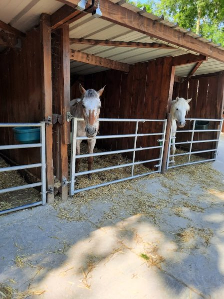 Poney Club De Rueil Malmaison - photo 2