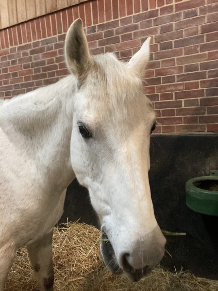 Poney-Club du Haras de Jardy - photo 1