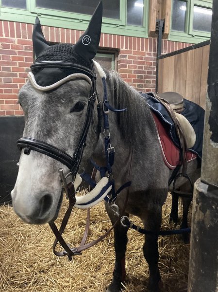 Poney-Club du Haras de Jardy - photo 3