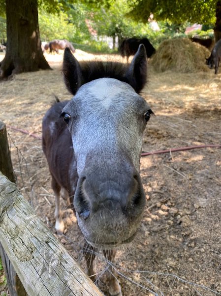 Centre Équestre du Parc de la Poudrerie (CEPP) - photo 2