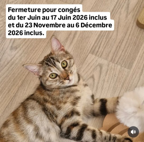 Les Charmilles, pension féline