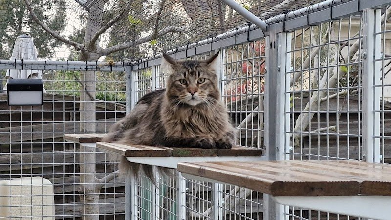 Les Charmilles, pension féline - photo 2