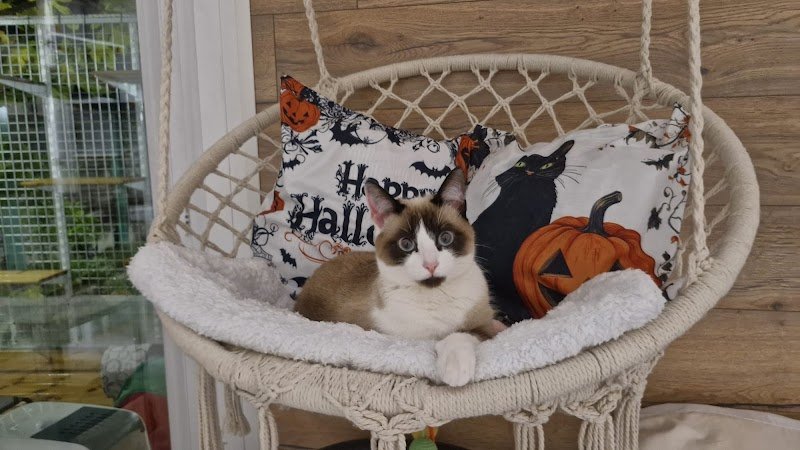 Les Charmilles, pension féline - photo 3