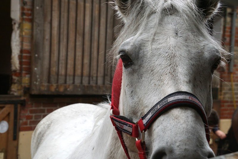 Cercle Hippique du Bois de Vincennes - Ecole d'équitation / Pas de balade