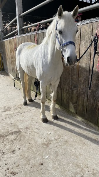 Cercle Hippique du Bois de Vincennes - Ecole d'équitation / Pas de balade - photo 2