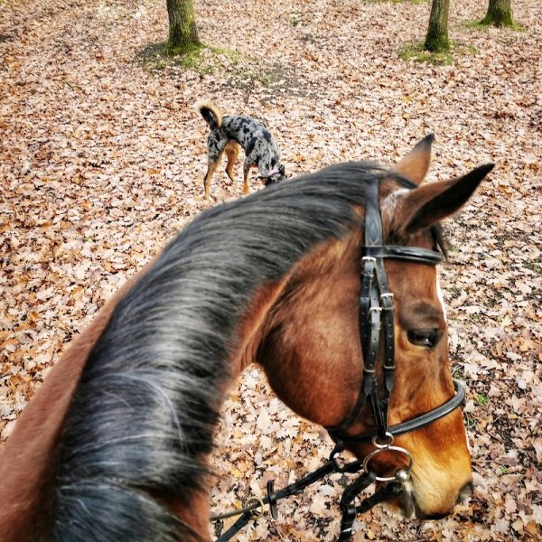 CENTRE EQUESTRE DE MONTFERMEIL