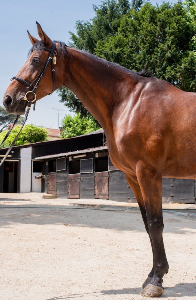 Poney Club et Club Hippique de Vitry sur Seine