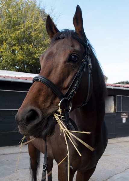 Poney Club et Club Hippique de Vitry sur Seine - photo 2