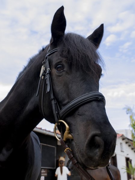 Poney Club et Club Hippique de Vitry sur Seine - photo 3