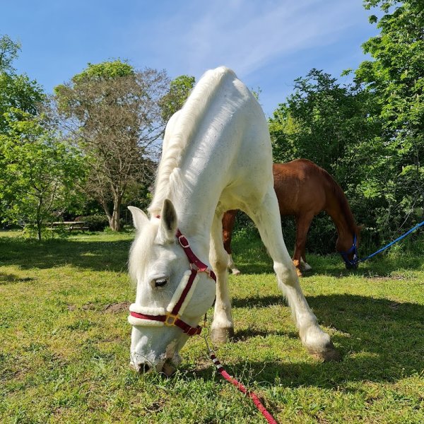SHEVA Pôle équestre Paris Val-de-Marne - photo 3