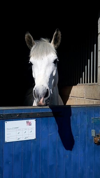 Centre Équestre Municipal d'Orly - photo 1