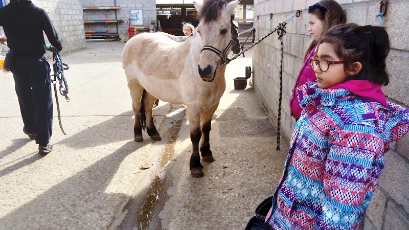 Centre Équestre Municipal d'Orly - photo 2