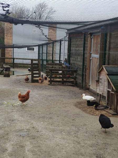 Mini ferme pédagogique du centre équestre de Bry sur Marne - photo 2