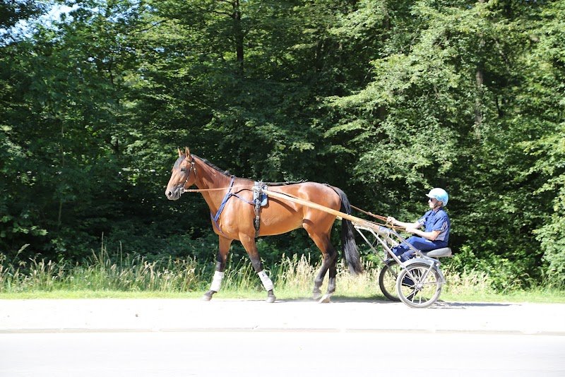 Ecurie Julien RAFFESTIN - photo 2