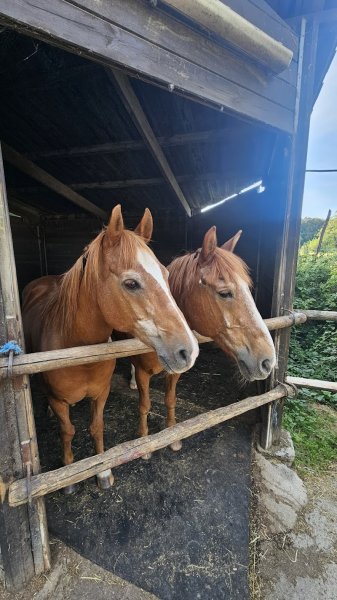 Poney Club de Bouffemont - photo 2