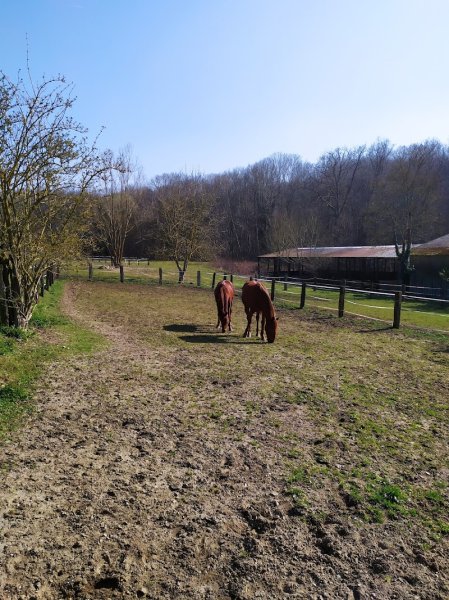 Centre Equestre Laos du Roncerais - photo 2
