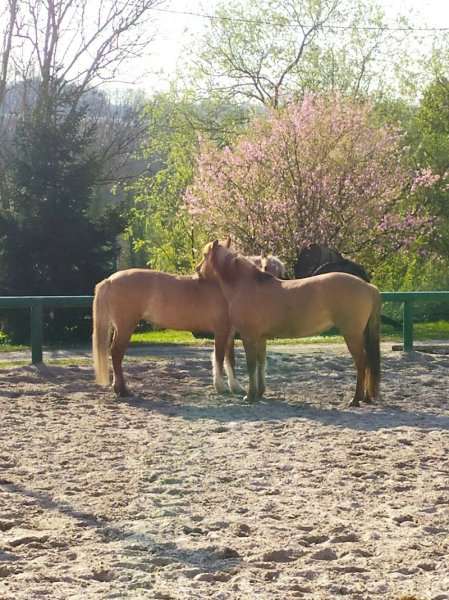 Centre Equestre Laos du Roncerais - photo 3