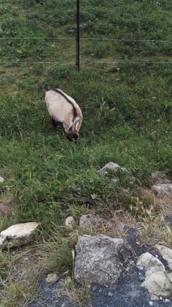 Les ecuries du petit dan Yannick - photo 1