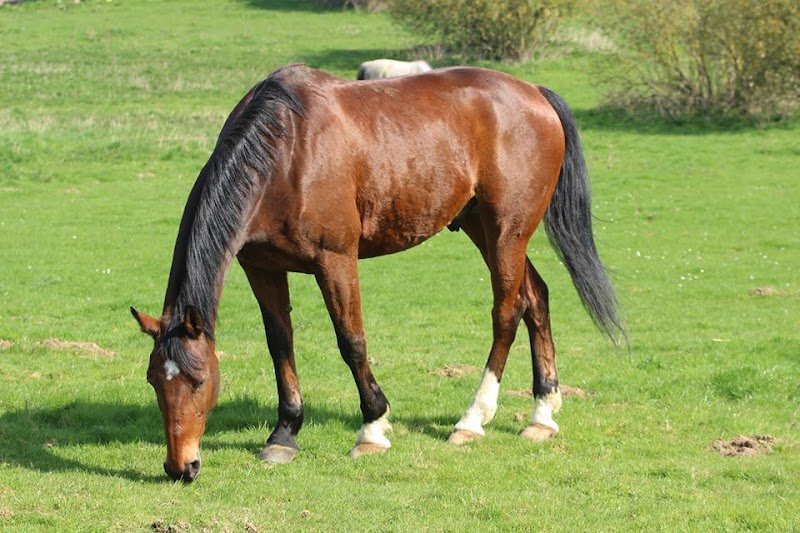 Les ecuries du petit dan Yannick - photo 2