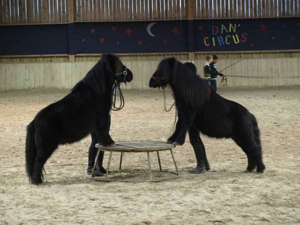 Les ecuries du petit dan Yannick - photo 3