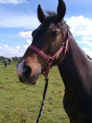 CECA, Écuries du Clos d'Ardennes
