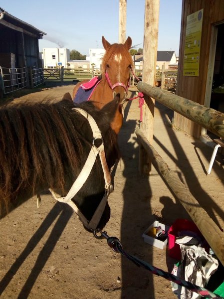 Ecurie D'Herouvillette - photo 2