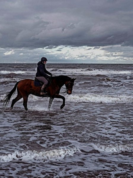 Relais équestre du Miloir - chambres d'hôtes - photo 2