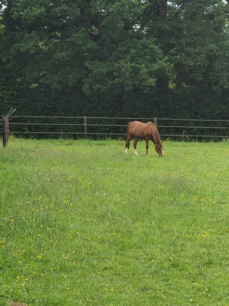 Ecurie du Valsemé | Noémie et Edouard Gallon - photo 3