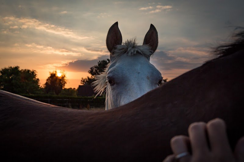 Ecurie Dubisson - photo 1