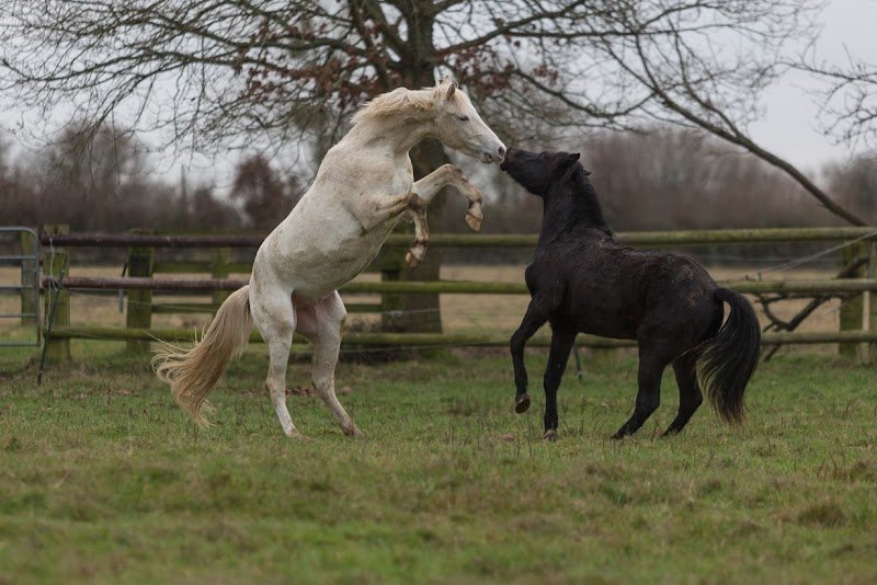 Ecurie Dubisson - photo 2