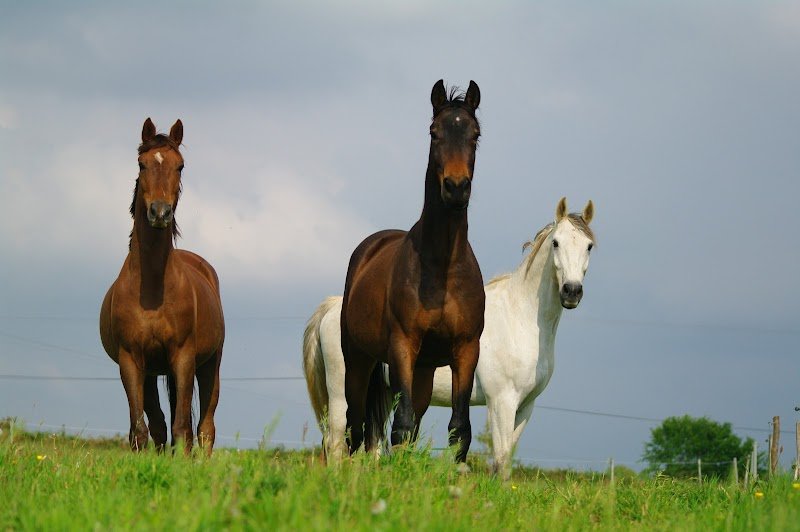 Haras du Moulin Neuf - photo 1