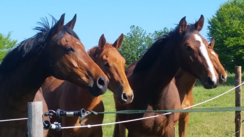 Haras du Moulin Neuf - photo 3