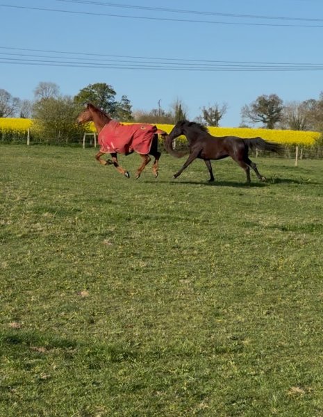 Écurie Moulagny - photo 1